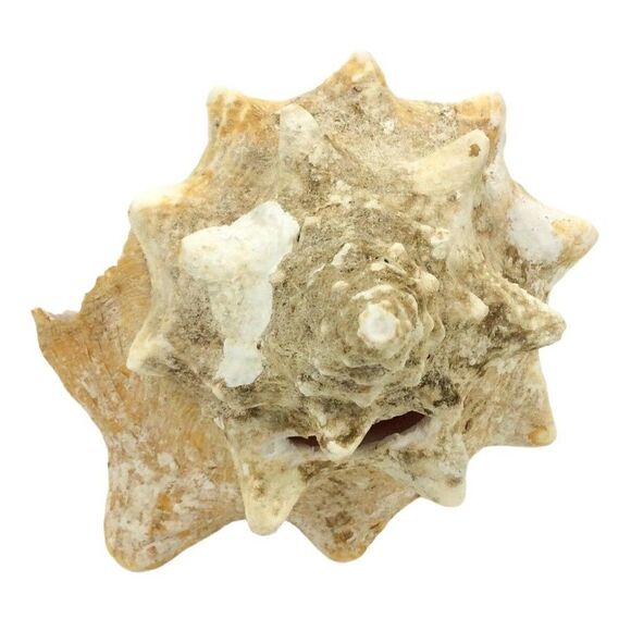 Queen Conch Sea Shell 9 Inch Natural Florida Beach Pink Beige Nautical Decor - Picture 3 of 7